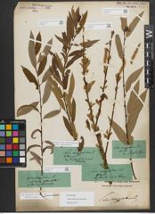 Foto von Salix triandra subsp. amygdalina (L.) Schübl. & G. Martens